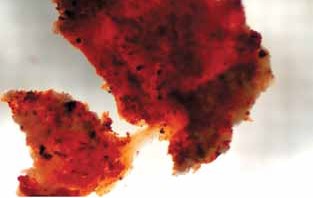 Bio Materials